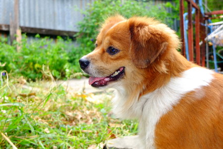 Cute dogの写真素材