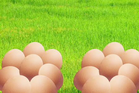 Eggs on field - Digital background, Farm conceptの写真素材