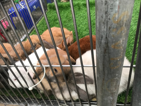 Rabbits in a cage at the animal shelter.の写真素材