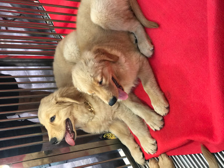 Golden Retriever puppies are sleeping.の写真素材