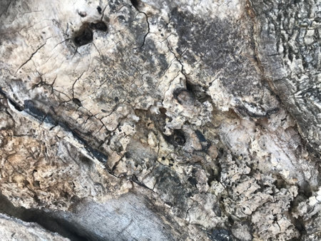 Old wood texture background. Floor surface with cracks and scratches. Close upの写真素材