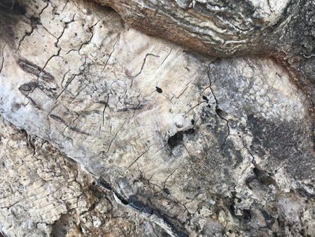 The texture of the old wood for the background. Close-up.の写真素材