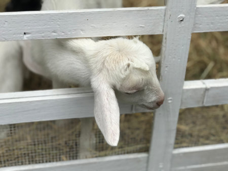 Cute little goat in the farm, closeup of photo.の写真素材