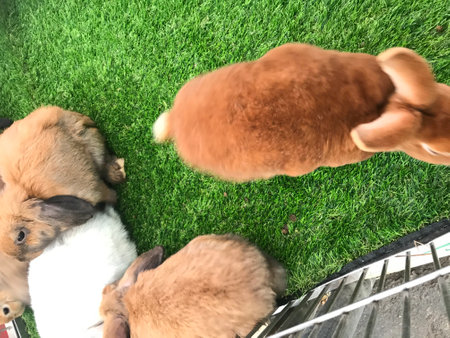 Rabbits in the green grass, top view, close upの写真素材