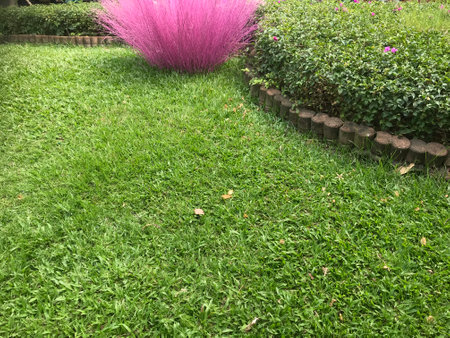 garden with grass and flower in the garden at thailand.の写真素材