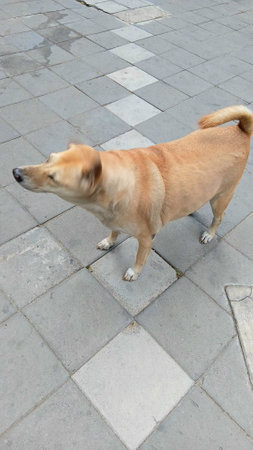 Street Dog at The Footpathの写真素材