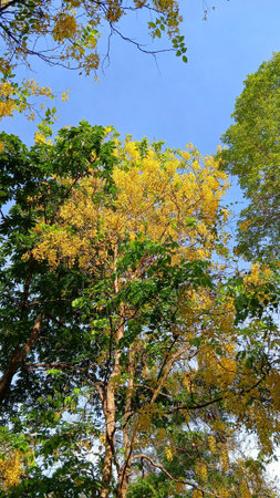 Yellow Flower at The Public Park