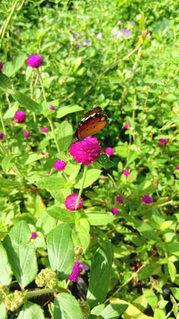 Butterfly and Flowers at The Public Parkの写真素材