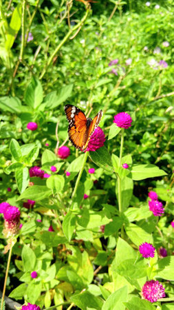 Butterfly and Flowers at The Public Parkの写真素材