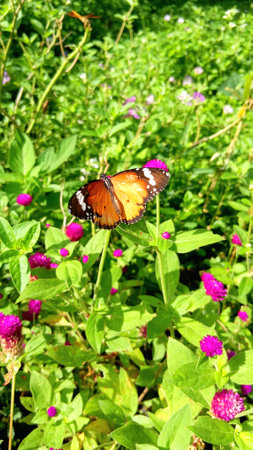 Butterfly and Flowers at The Public Parkの写真素材