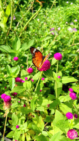 Butterfly and Flowers at The Public Parkの写真素材