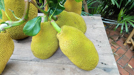 Jackfruit at The Garden for Sellingの写真素材
