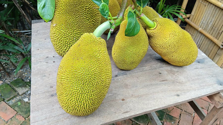 Jackfruit at The Garden for Sellingの写真素材