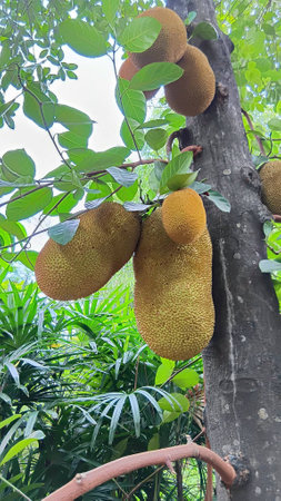 Jackfruit in the gardenの写真素材