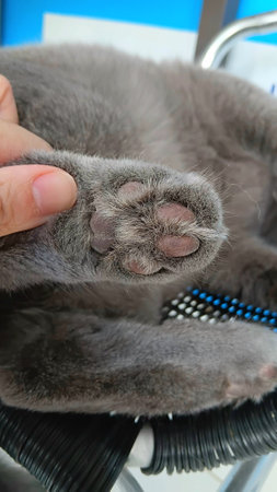Paw of British Shorthair Catの写真素材