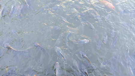 A Lot of Fish in Riverの写真素材