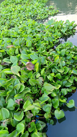 Water Hyacinth at The Pondの写真素材