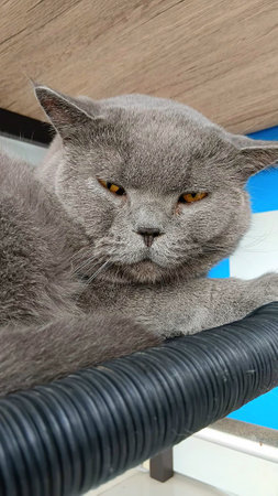 British Shorthair at The Clinicの写真素材