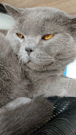 British Shorthair at The Clinicの写真素材