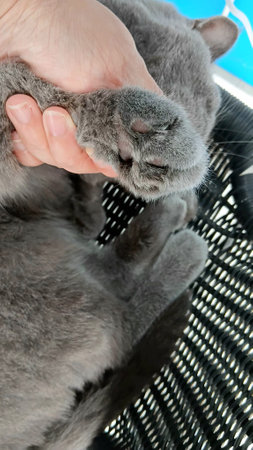 Paw of British Shorthair Catの写真素材