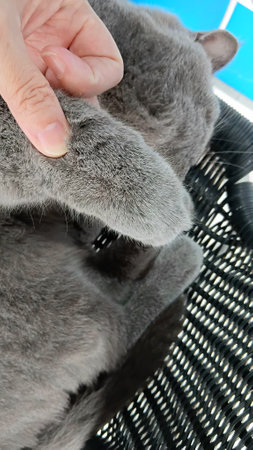 Sleepy British Shorthair Cat at The Clinicの写真素材