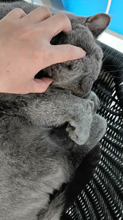 British Shorthair at The Clinicの写真素材