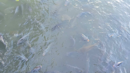 A Lot of Fish in Riverの写真素材