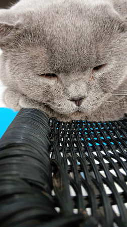Sleepy British Shorthair Cat at The Clinicの写真素材