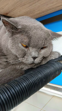 British Shorthair at The Clinicの写真素材