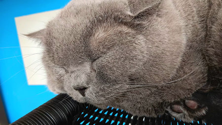 Sleepy British Shorthair Cat at The Clinicの写真素材