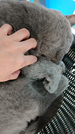 Sleepy British Shorthair Cat at The Clinicの写真素材