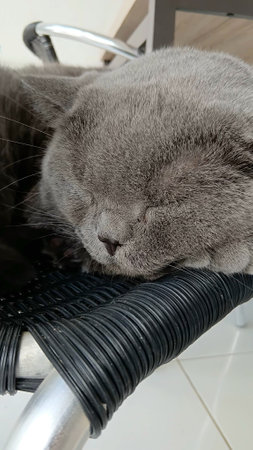 Sleepy British Shorthair Cat at The Clinicの写真素材