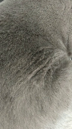 Grey Fur of British Shorthairの写真素材