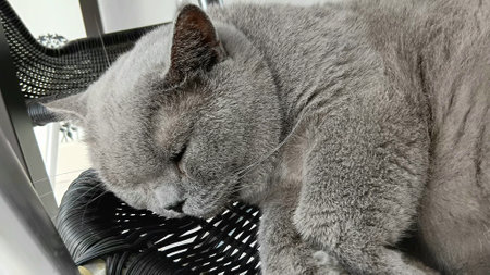 Sleepy British Shorthair Cat at The Clinicの写真素材