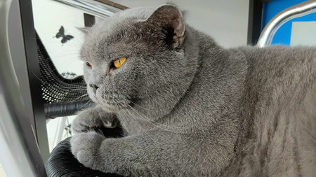 British Shorthair at The Clinicの写真素材