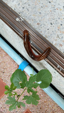 Giant Millipede is Moving Forwardの写真素材