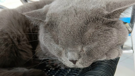 Sleepy British Shorthair Cat at The Clinicの写真素材