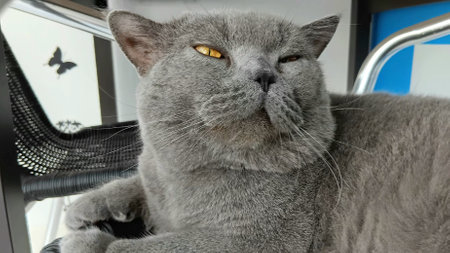 British Shorthair at The Clinicの写真素材