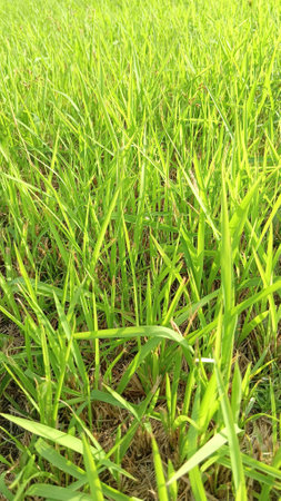 Green Grass View at Gardenの写真素材