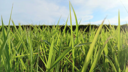 Green Grass View at Gardenの写真素材