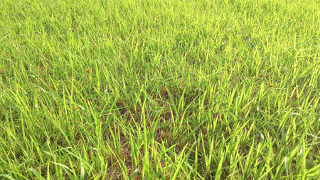 Green Grass View at Gardenの写真素材