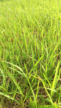 Green Grass View at Gardenの写真素材