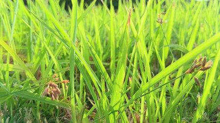Green Grass View at Gardenの写真素材