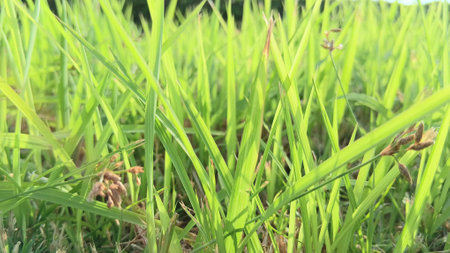 Green Grass View at Gardenの写真素材
