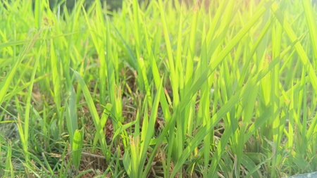 Green Grass View at Gardenの写真素材
