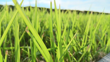Green Grass View at Gardenの写真素材