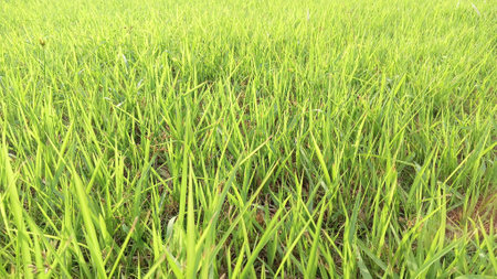 Green Grass View at Gardenの写真素材