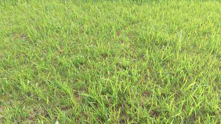 Green Grass View at Gardenの写真素材