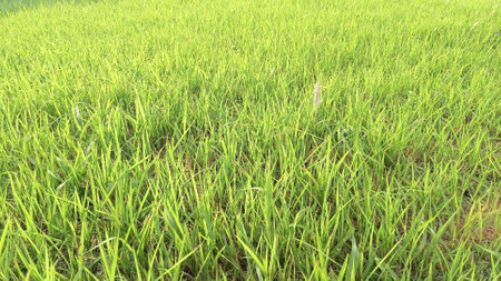 Green Grass View at Gardenの写真素材