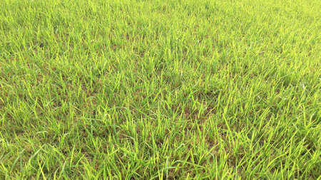 Green Grass View at Gardenの写真素材